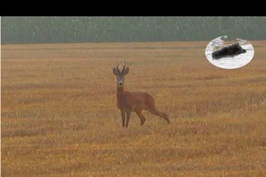 How to call roebuck #3 Silver medal bock Roebuck hunting with calling Rehbock Jagd Chasse brocard