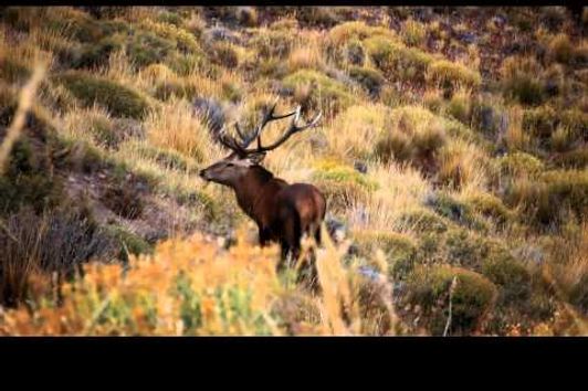 Patagonia Argentina Red Stag Hunt with High Adventure Company
