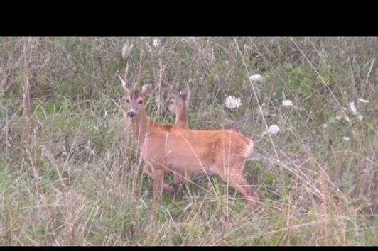 Pirschjagd auf Rehwild / Stalking roe deer Part 1