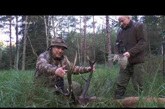 Der Moorhirsch fällt im Knall - Jagd zur Hirschbrunft in Polen / Pommern