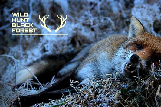 Winterfuchsjagd im Schwarzwald / Winter Foxhunting in the Blackforest