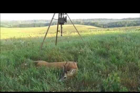 Rehbockjagd zur Blattzeit in Masuren