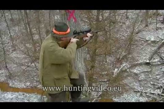 Driven Wild Boar Hunt In Hungary