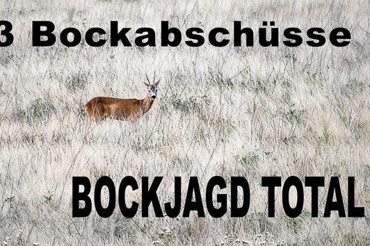 13 Bockabschüsse - BOCKJAGD TOTAL