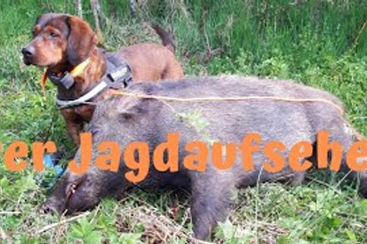 Drückjagd 2018 Drivenhunt / Chasse