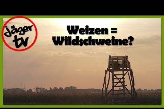 Jagd auf Wildschweine im Weizen