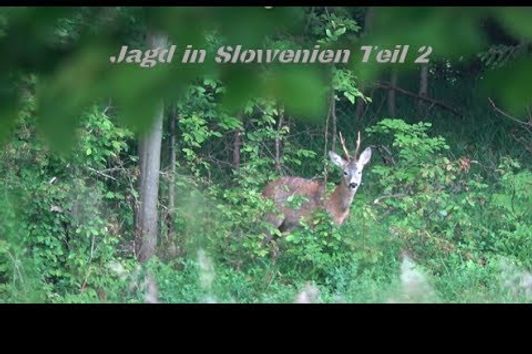 Spannende Jagd in Slowenien Teil 2