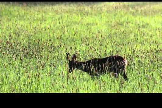 Bukkejagt i Tjekkiet 2015 - 1 www.jagt-klubben.dk