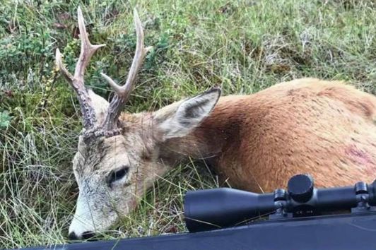 På jakt etter rådyrbukk 2017, roebuck hunting