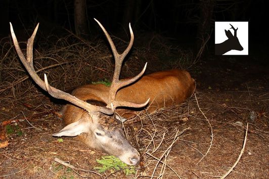 Stalking red deer during rut - Rykowisko 2017 - Hirschjagd in Polen - La chasse au cerf