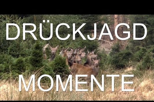 Drückjagdsaison 2015