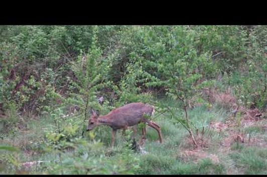 Hunting in may - Ansitzjagd im Mai - Rotwild, Rehbock - Red deer, roe bucks