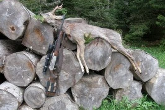 Bockjagd Mai 2013 / First roebuck season 2013- taken with a Browning Bar