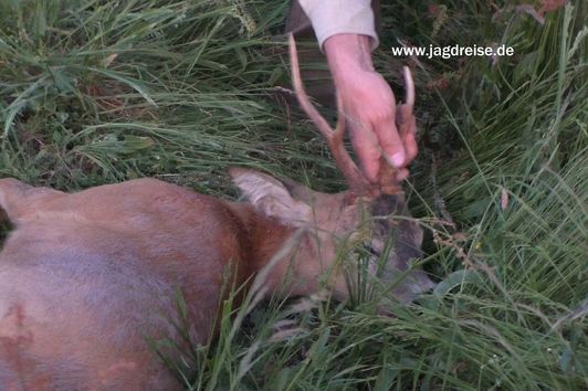 Böcke und Elche in Ostpreussen - Bucks and moose in Eastprussia / Poland