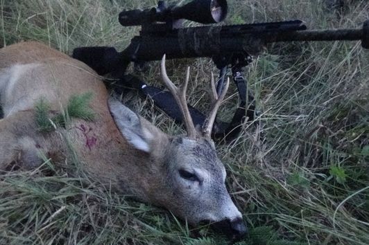 Jagd auf rote Sommerböcke  Bockjagd 2019 #Rehbock #Bockjagd