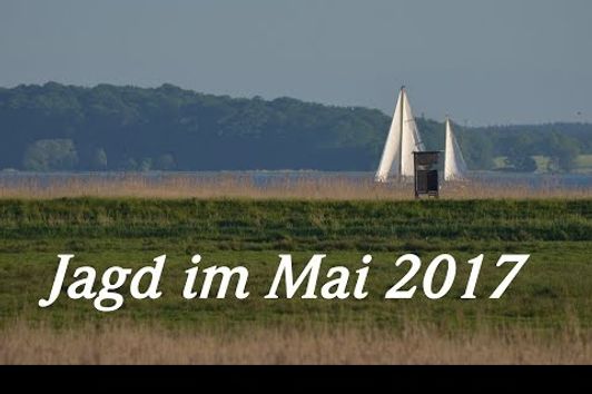 Jagd im Mai 2017