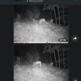 Wildkamera Fotos in Telegram fast kostenlos