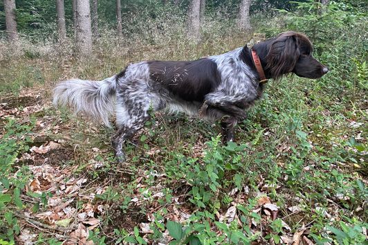 Du möchtest Dir einen Jagdhund anschaffen, aber weißt nicht welche Rasse? Hier meine Tipps!