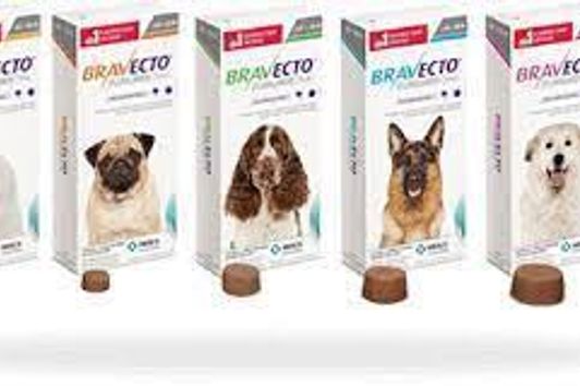 Bravecto für einen Zeckenfreien Hund