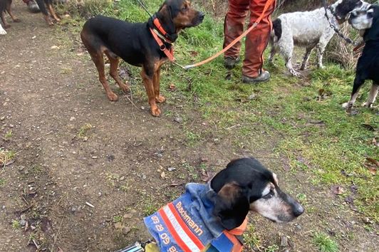 Bunter Hund Sauenschutzwesten