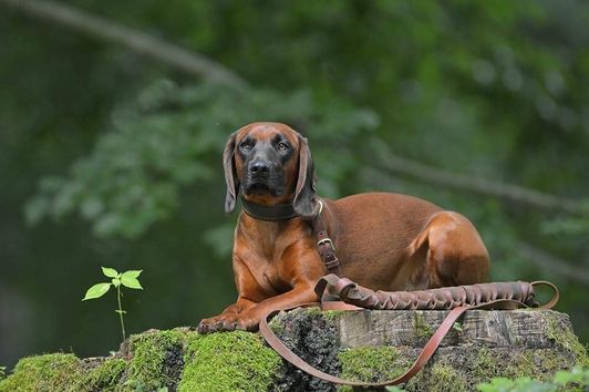 Schweißriemen im Vergleich: Leder, Gurtband oder Biothane