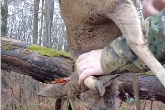 Das Trägerkreuz - eine Hilfe beim Aufbrechen von Rehwild