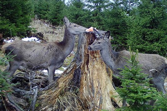 Kahlwild ansprechen - darauf kommt es an