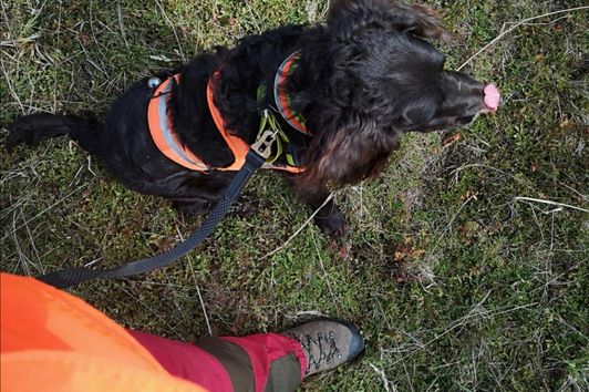 So macht man den Jagdhund für jeden Schützen auf der Drückjagd hörbar.