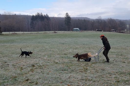 Schubkarrensau in der Jagdhundeausbildung