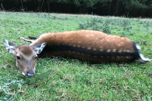 Ein Sinneswandel, der kauf einer Blaser R8