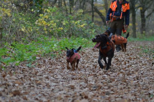 Notration für Jagdhunde - Jublin Flüssigzucker