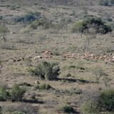 Das erste Mal nach Afrika? Fahrt zu Frontier Safaris ans Eastern Cape...