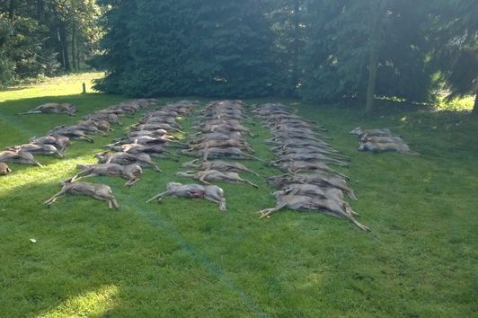 Kahlwildjagd in Polen - Für hungrige Profis oder lernwillige Anfänger