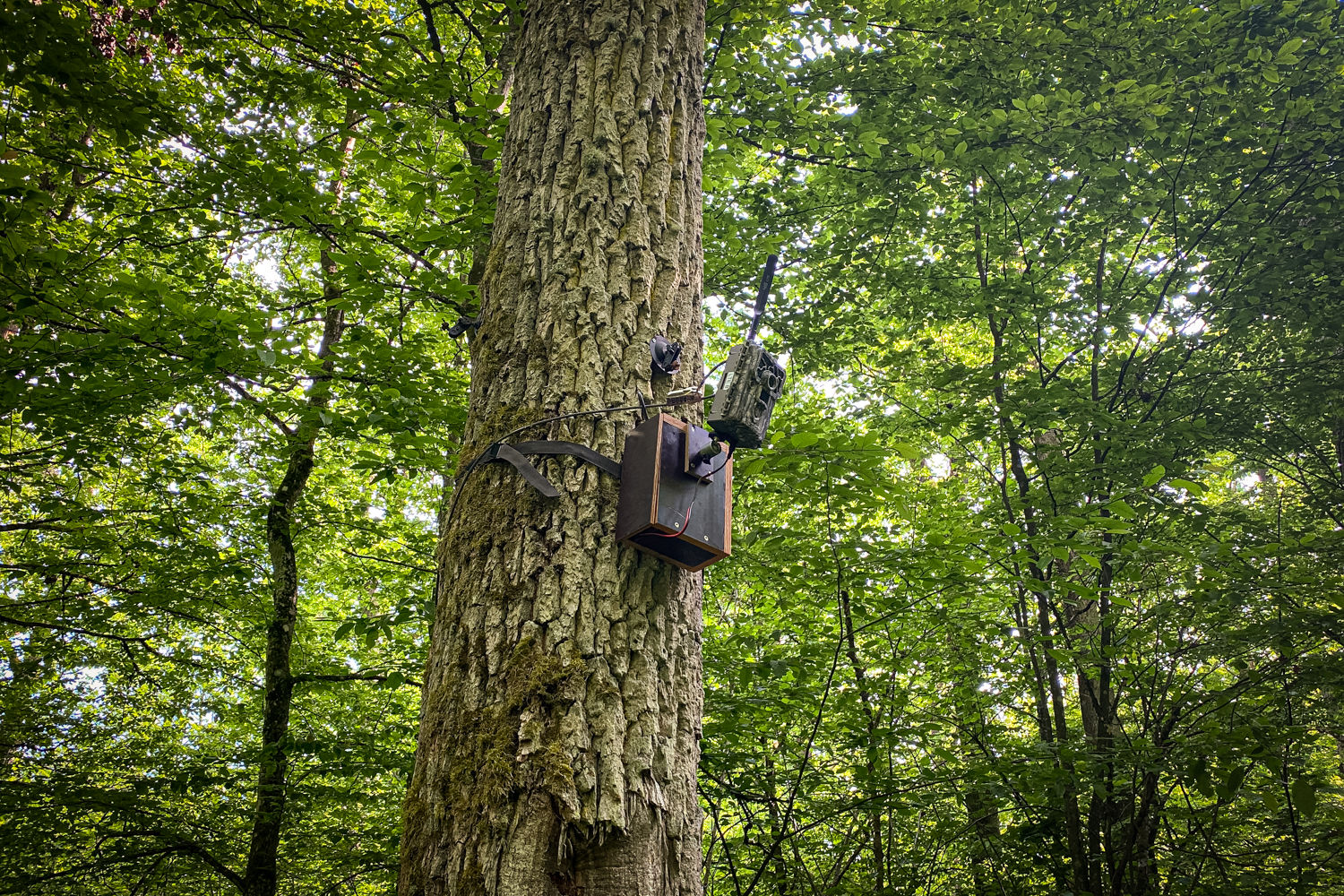 Bleiakku im Gehäuse für Wildkameras - Geartester