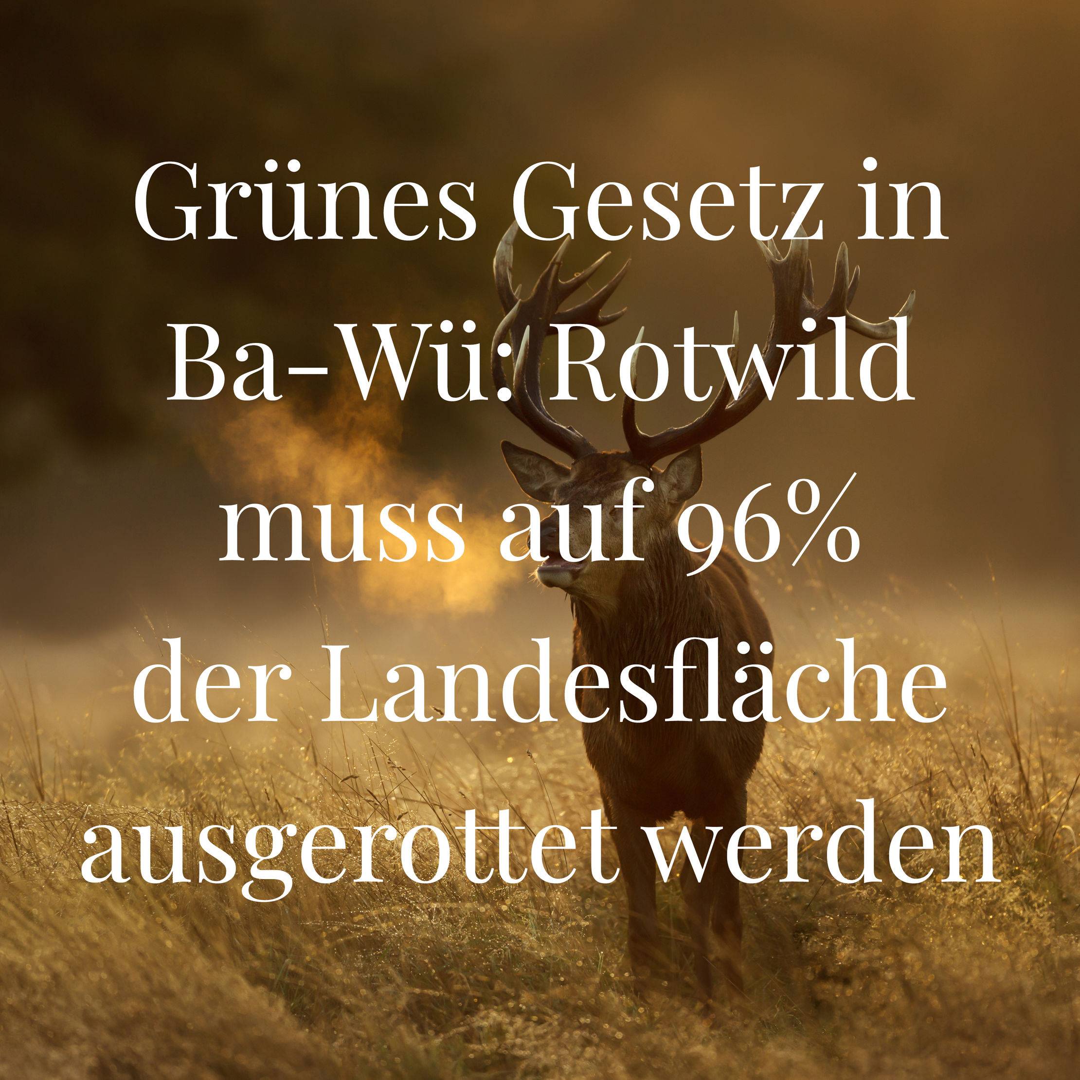 Kein Quadratmeter mehr Lebensraum für den Rothirsch Deutsche Wildtier  Stiftung: Baden-Württemberg zementiert seine wildfeindliche Politik -  Jagdzeit