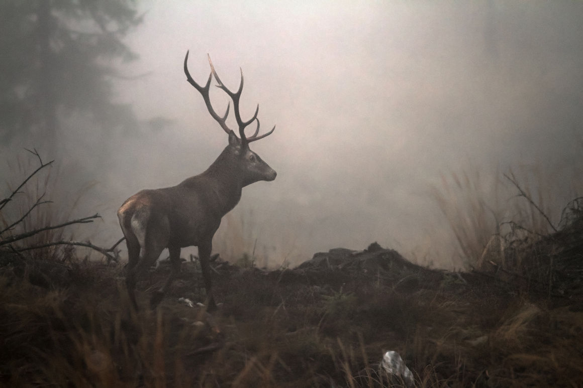 Jagd in Europa - Jagdzeit