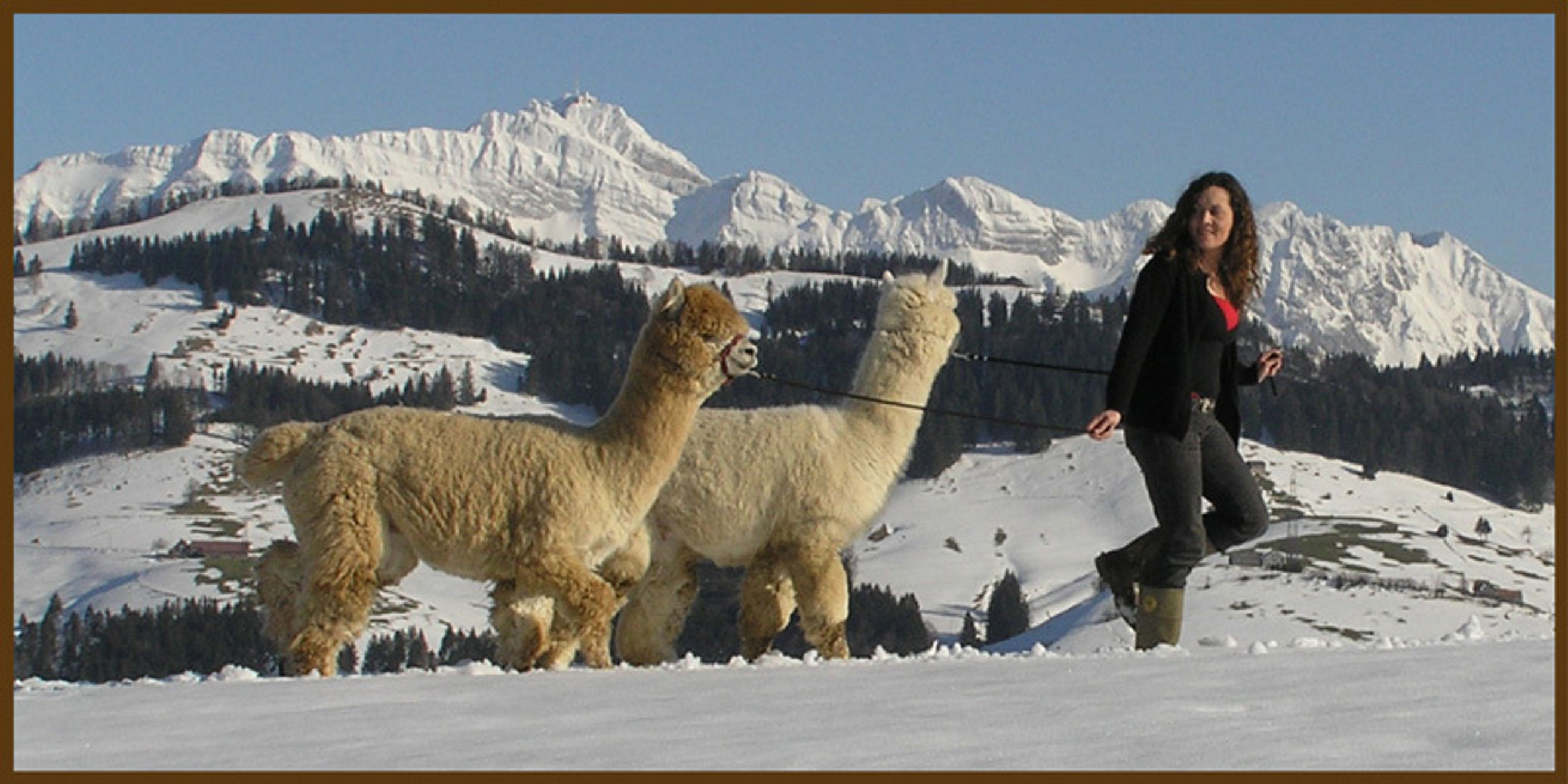 Alpaka Appenzell Alparama Hofladen Sch nengrund My Switzerland