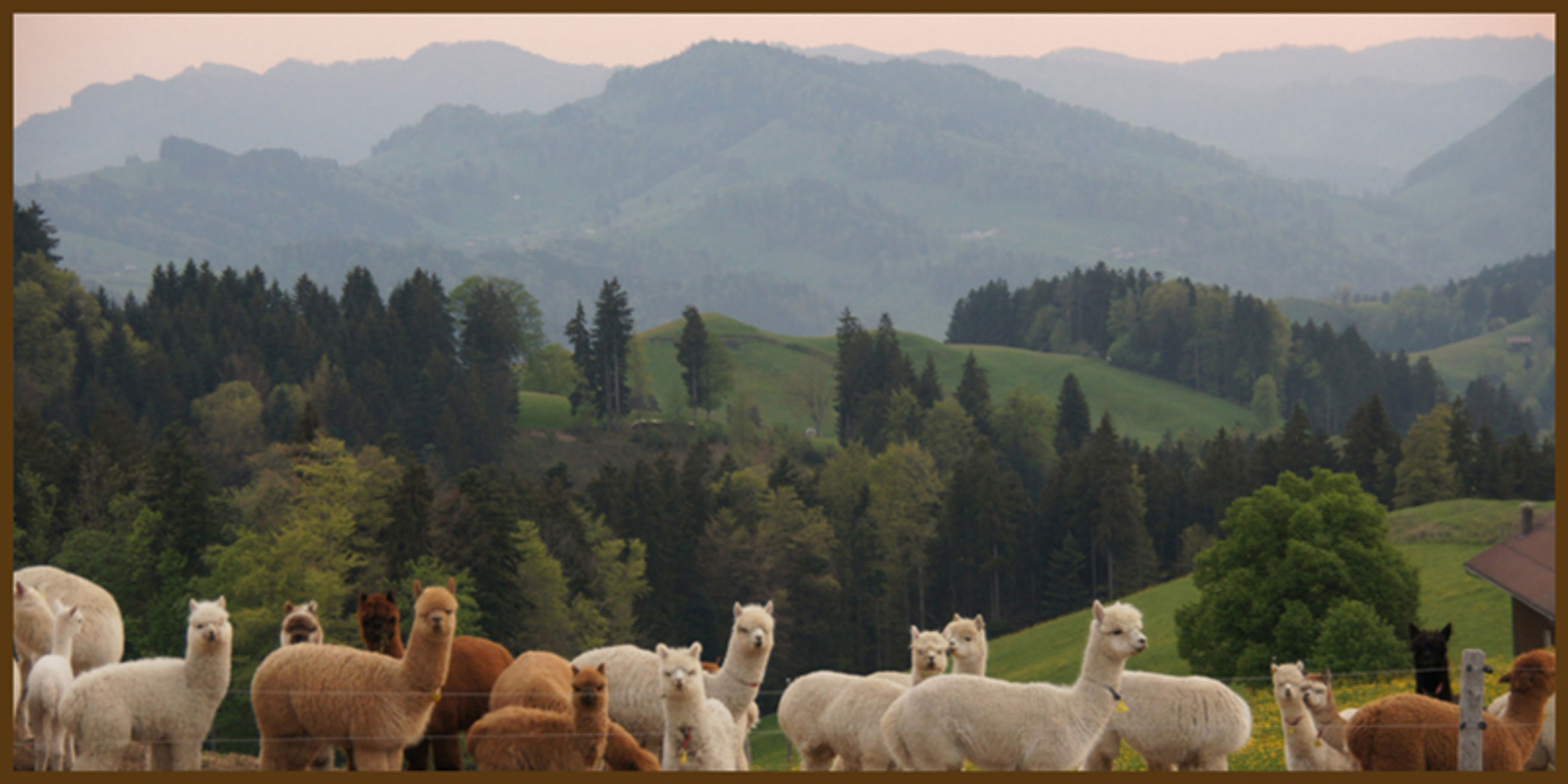 Alpaka Appenzell Alparama Hofladen Sch nengrund My Switzerland