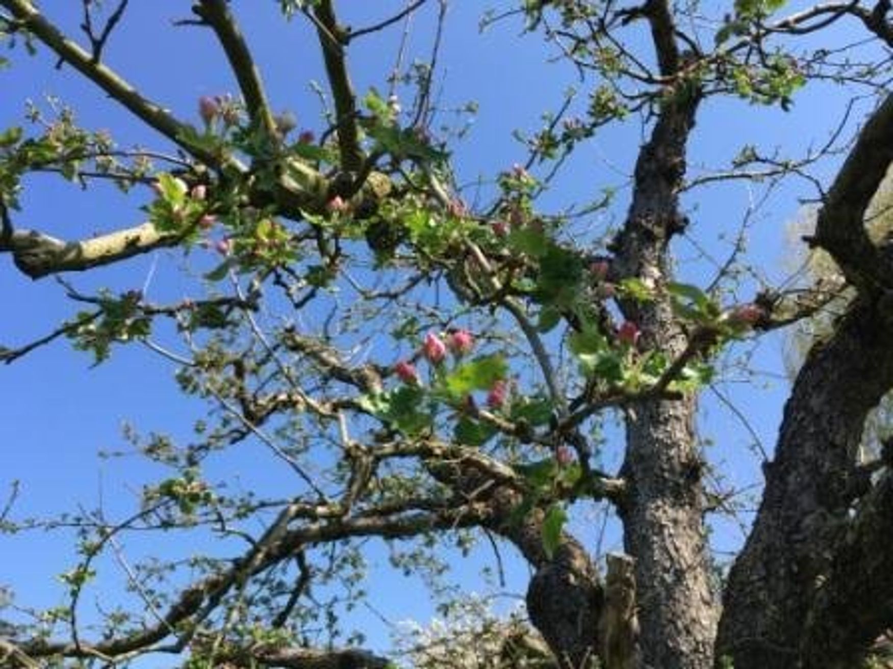 Fallen Branch Farms