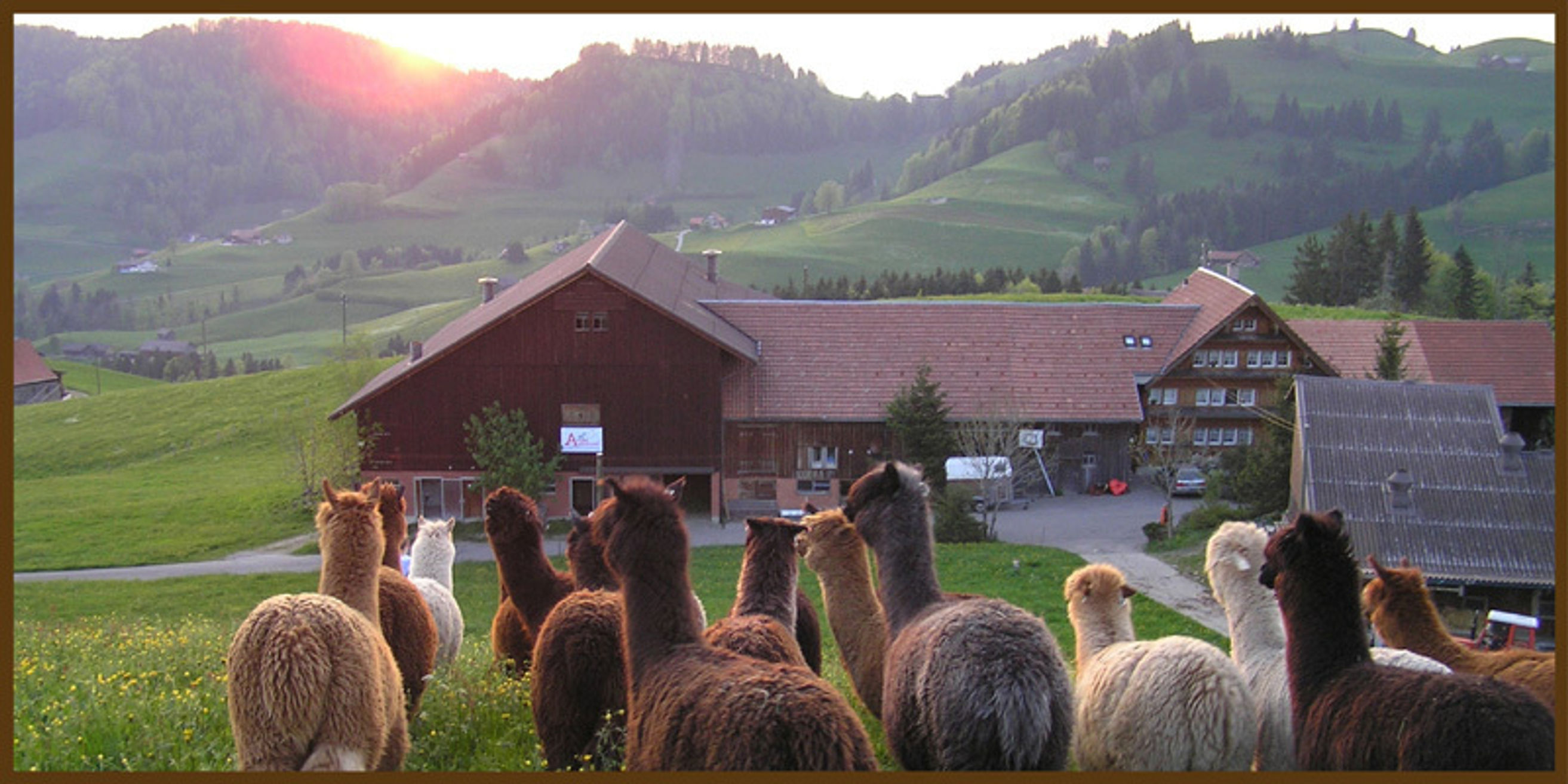 Alpaka Appenzell Alparama Hofladen Sch nengrund My Switzerland