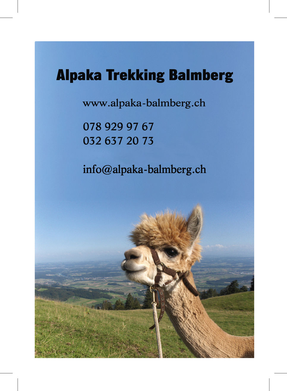 Alpaka Trekking am Berg Balmberg Guidle