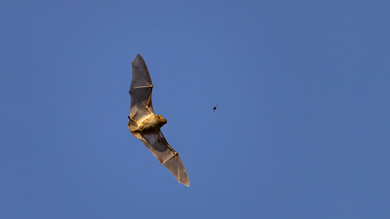 Foto Grosser Abendsegler&copy;Robert Hangartner 20230721