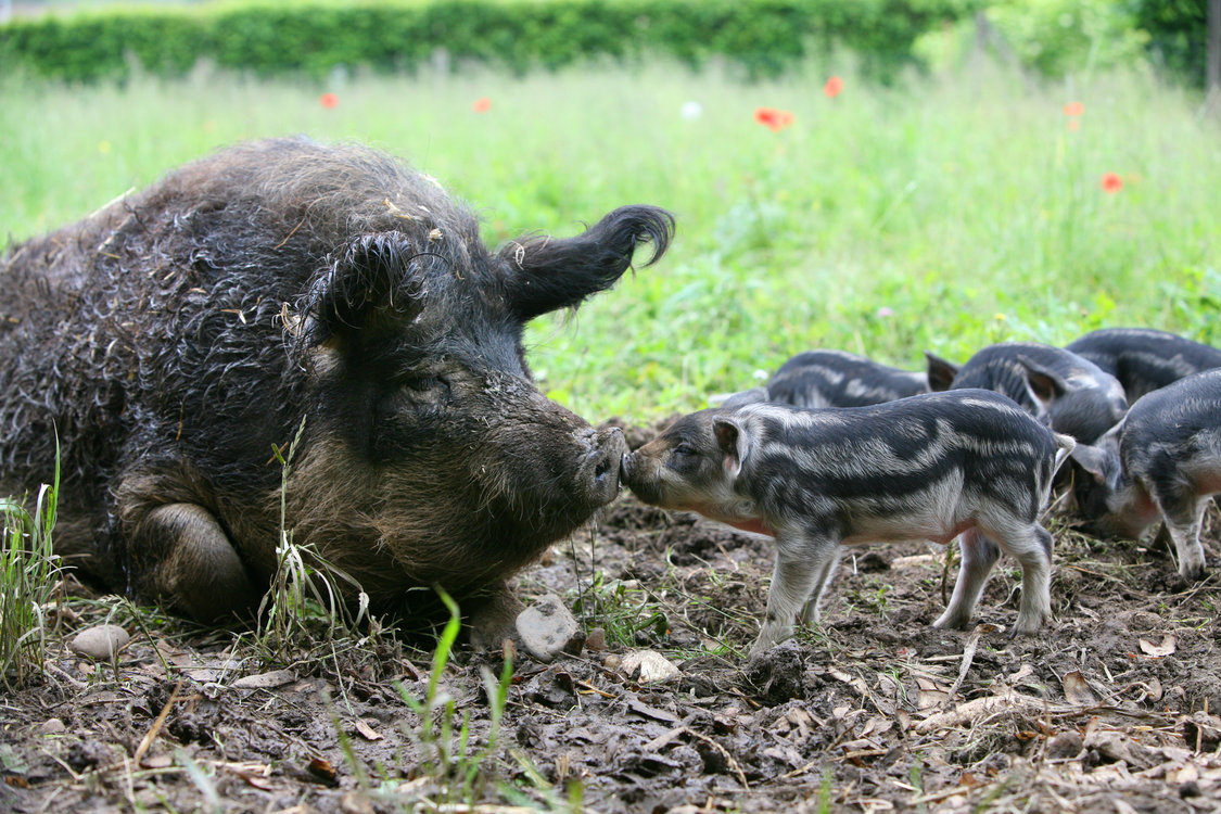 Tierparkführung: Zu Besuch bei Wollschwein und Auerhuhn