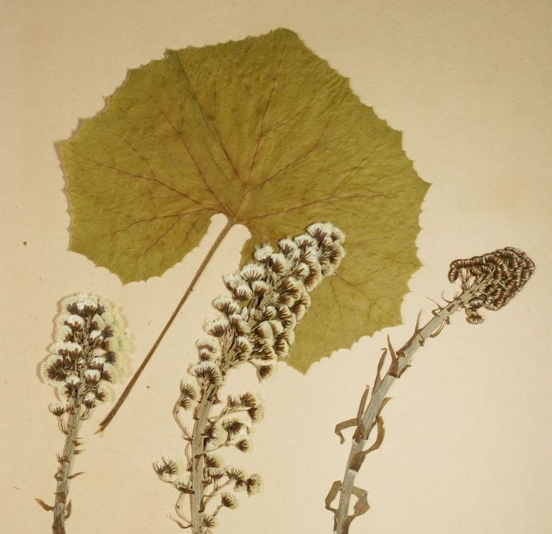 Vernissage: Dittiblache & Hemmliglunggi