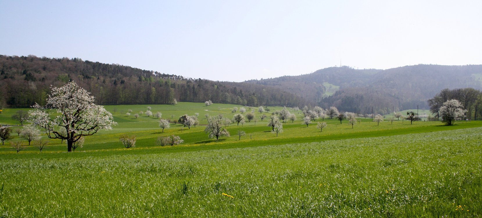 34. Lupsinger Lauf-bild-1