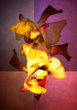 Vernissage Silphium - Ausstellung von Patricia Jacomella Bonola