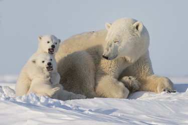 WWF Lauf für den Eisbär und das Klima 2025