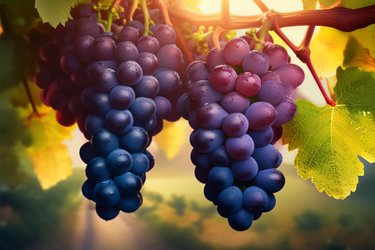 Wine & Dine: Spanien