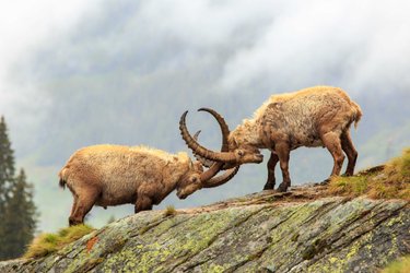 Steinbock - Murmeltier - Arve