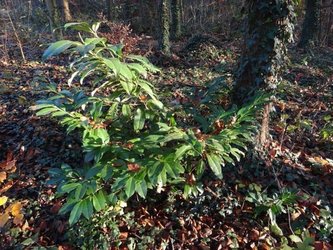 Wanderausstellung Invasive Neophyten